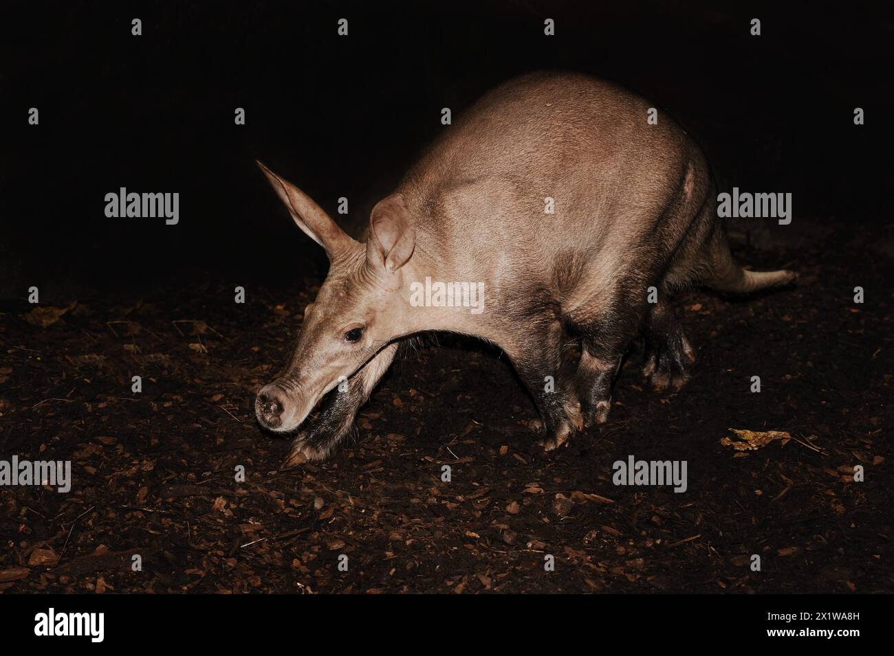 Aardvark (Orycteropus afer), captive, occurrence in Africa Stock Photo