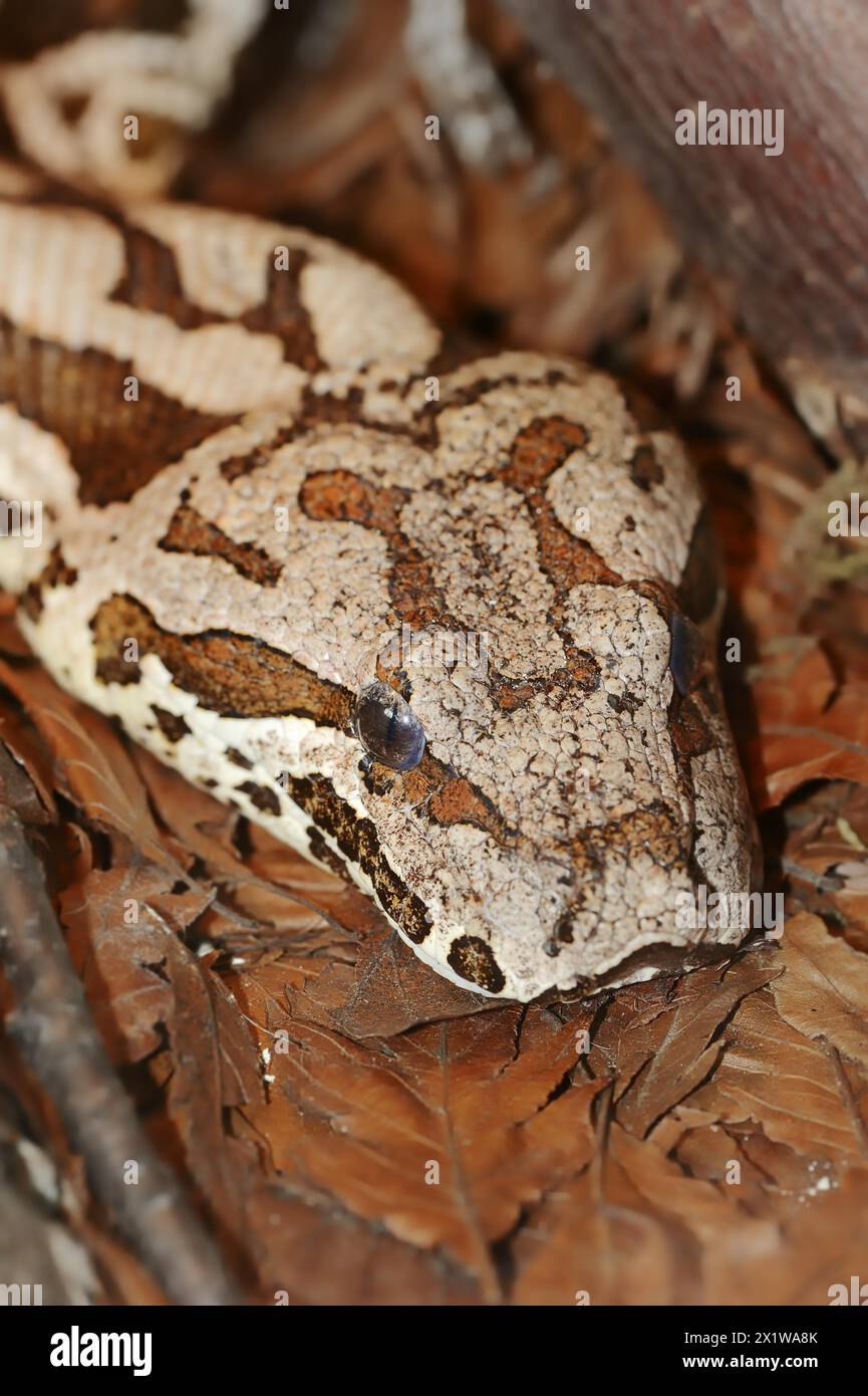 Dumeril's boa (Acrantophis dumerili), captive, occurring in Madagascar ...