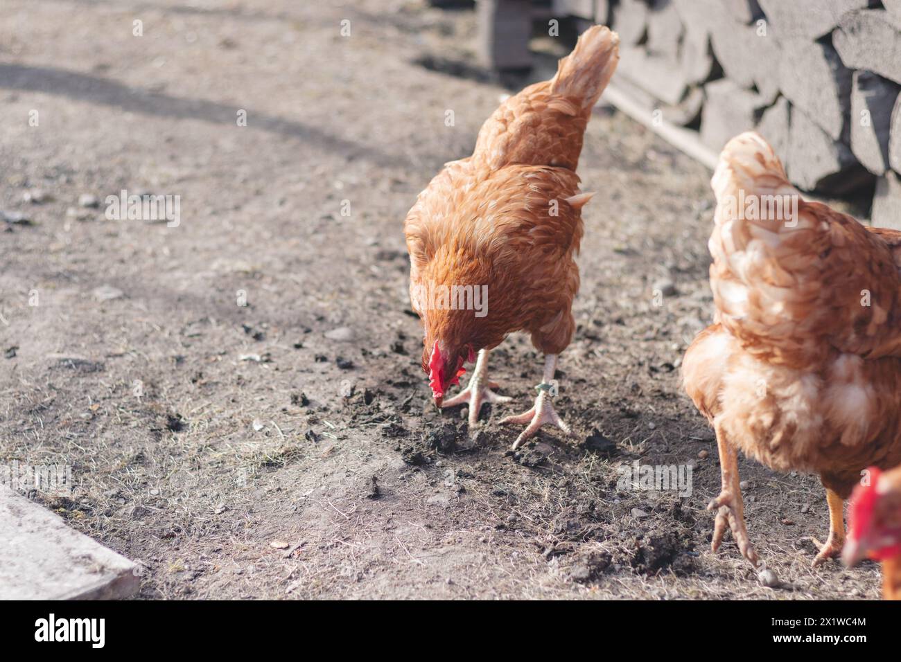 Domestic chicken with brown and white feathers running around the yard in the free range. Organic chickens. Homegrown eggs. Funny expression. Stock Photo