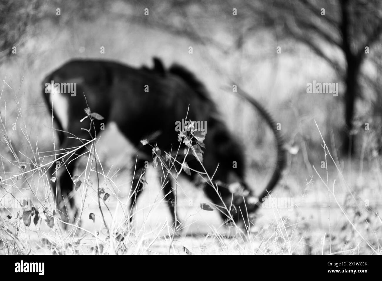 Sable antelope Black and White Stock Photos & Images Alamy