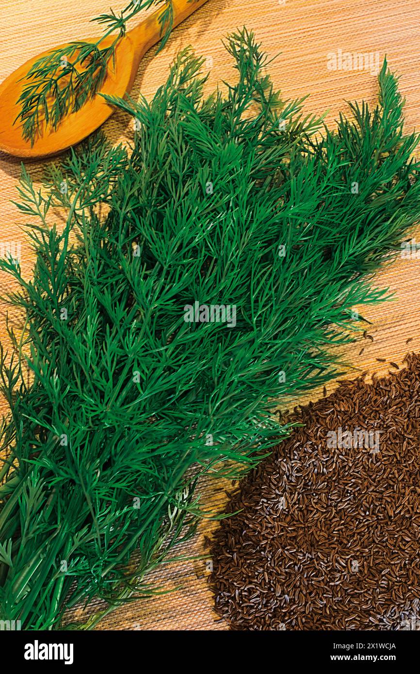Caraway, persian cumin, caraway seed  / Carum carvi Stock Photo