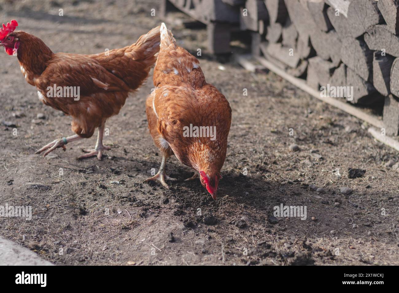 Domestic chicken with brown and white feathers running around the yard in the free range. Organic chickens. Homegrown eggs. Funny expression. Stock Photo