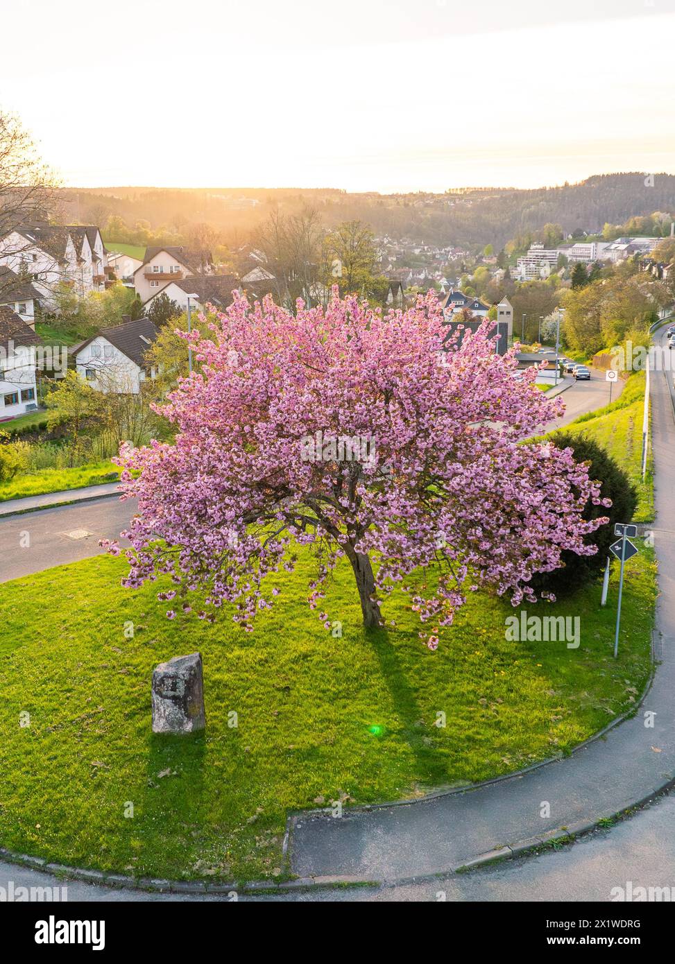 A peaceful scene with a blossoming tree on a street corner during dusk in a suburb, spring, Calw, Black Forest, Germany Stock Photo