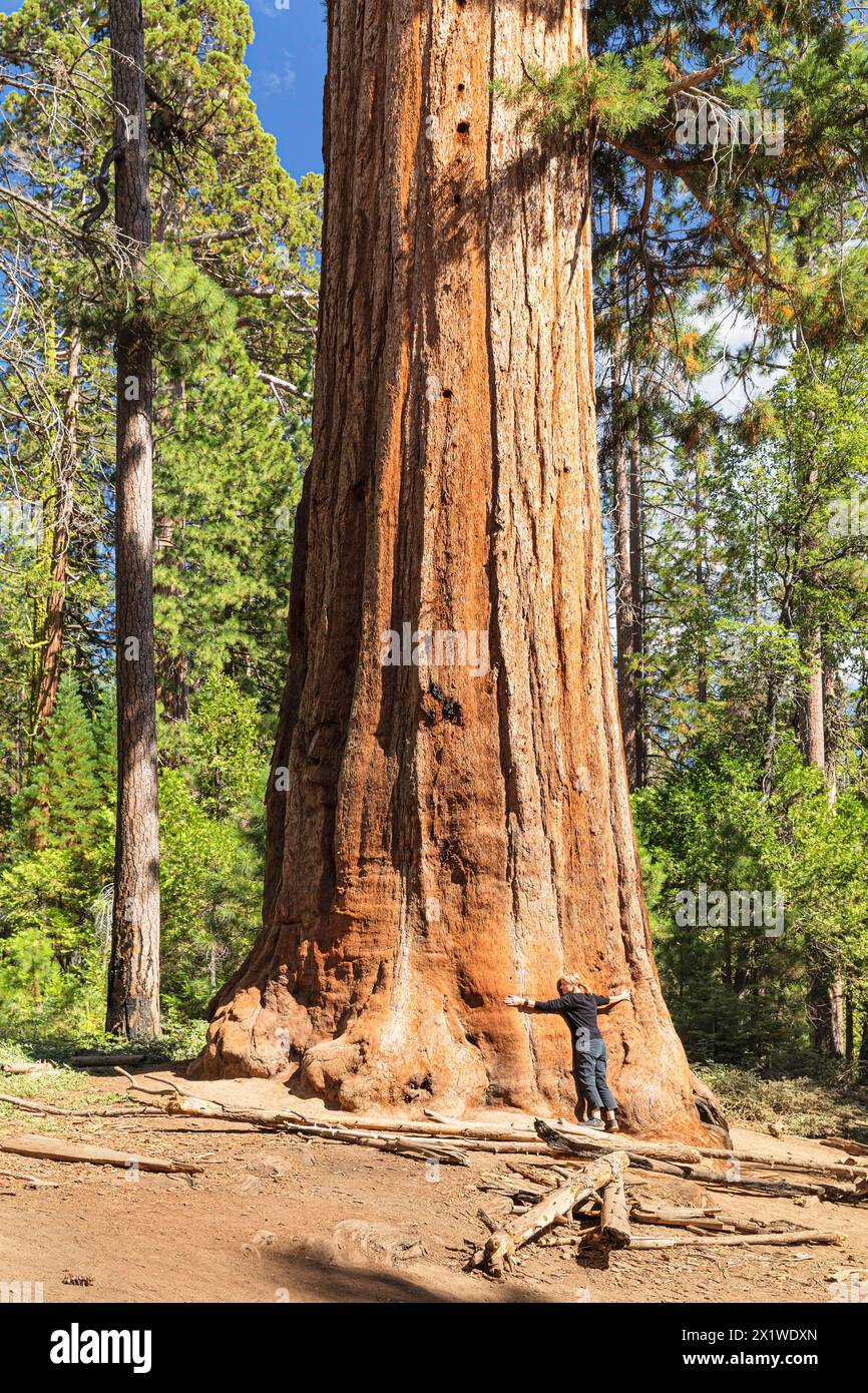 Sequoia tree in Mariposa Grove, Yosemite National Park, California, United States, USA, Yosemite National Park, California, USA Stock Photo