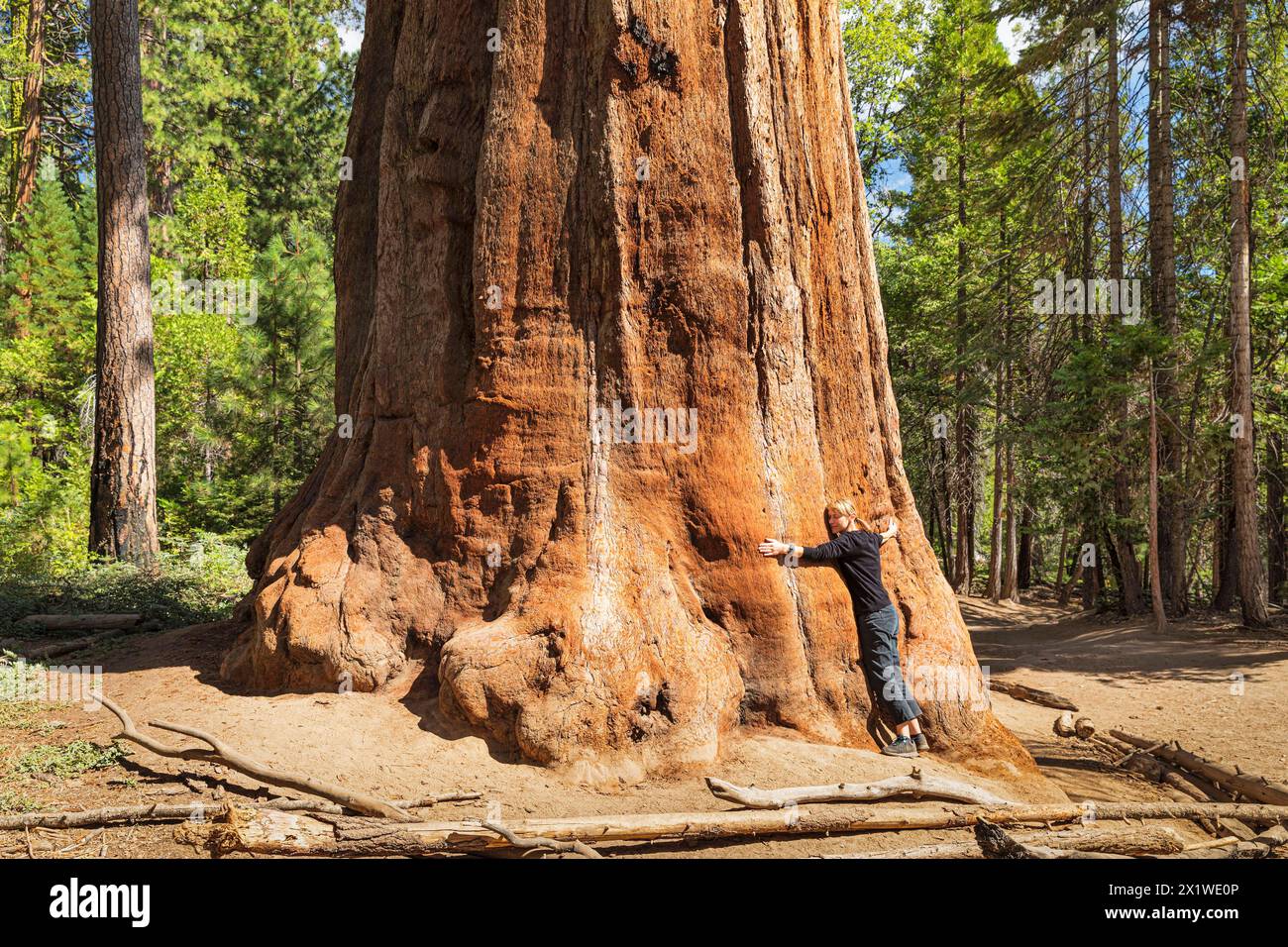 Sequoia trees in Mariposa Grove, Yosemite National Park, California, United States, USA, Yosemite National Park, California, USA Stock Photo