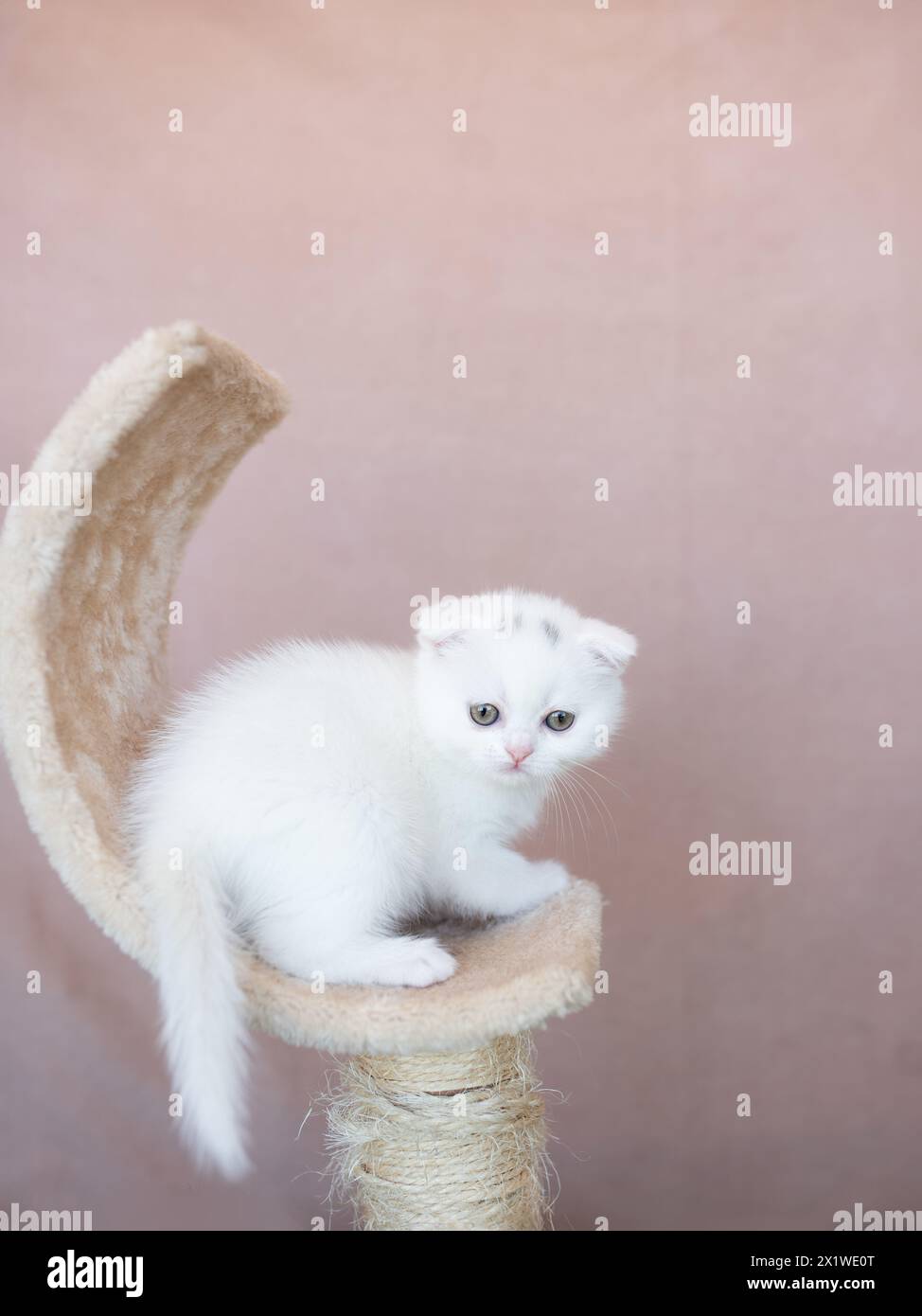 British Shorthair kitten of silver color on blue and gray backgrounds Stock Photo