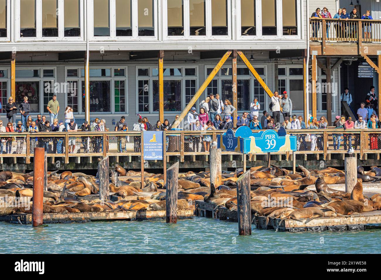 Sea lion colony at Pier 39, Fisherman's Wharf, San Francisco, California, USA, San Francisco, California, USA Stock Photo