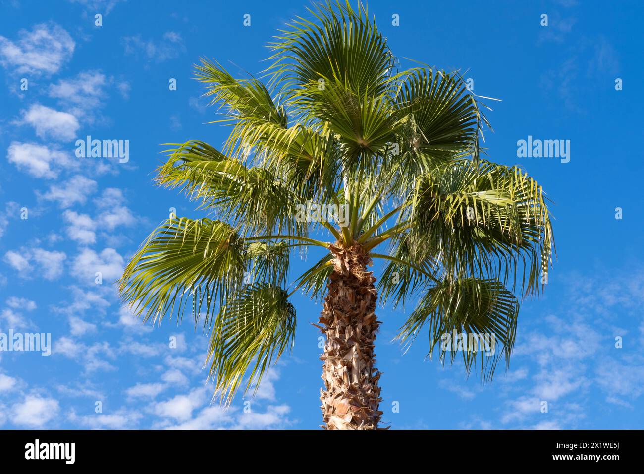 tropical African Sabal fan palm gracefully sways against blue sky, natural beauty tropics, infinity tropical background, exotic banner for travel agen Stock Photo