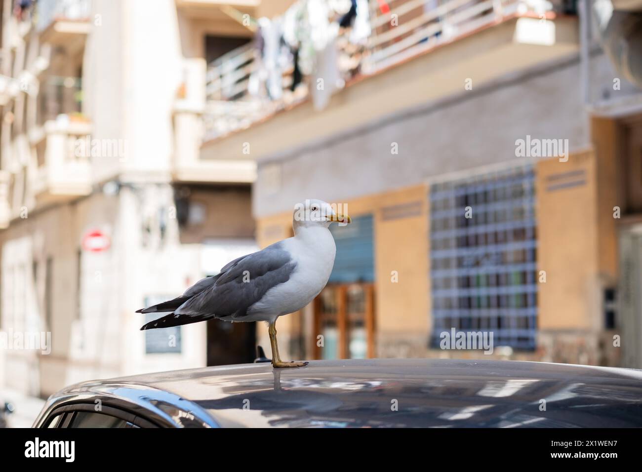 Seagull on a car roof in Barcelona, Spain Stock Photo