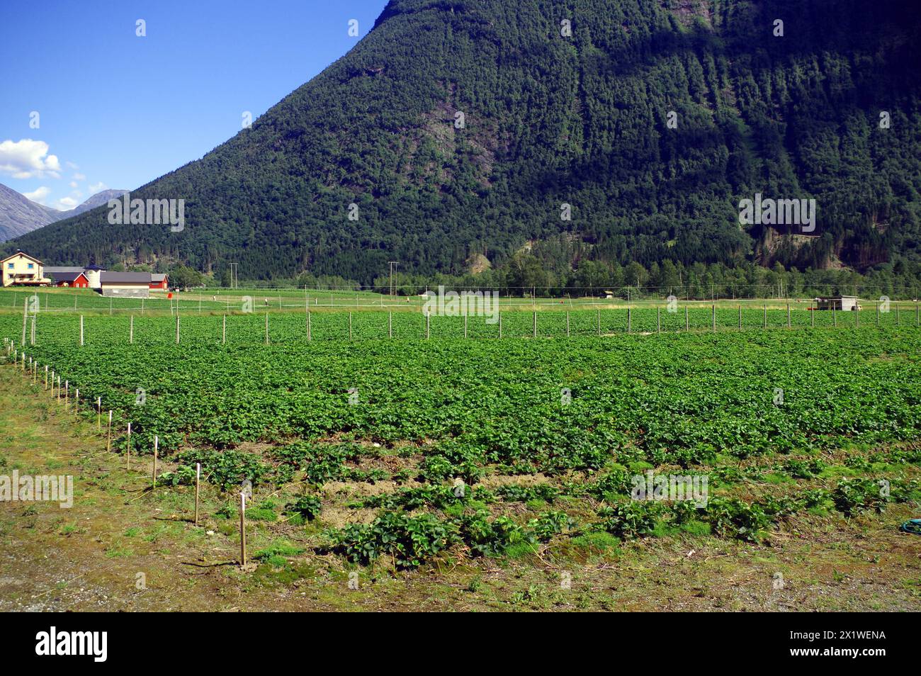 Vast strawberry plantations in a valley, mild climate, Fjordland, Valldal, Norway Stock Photo