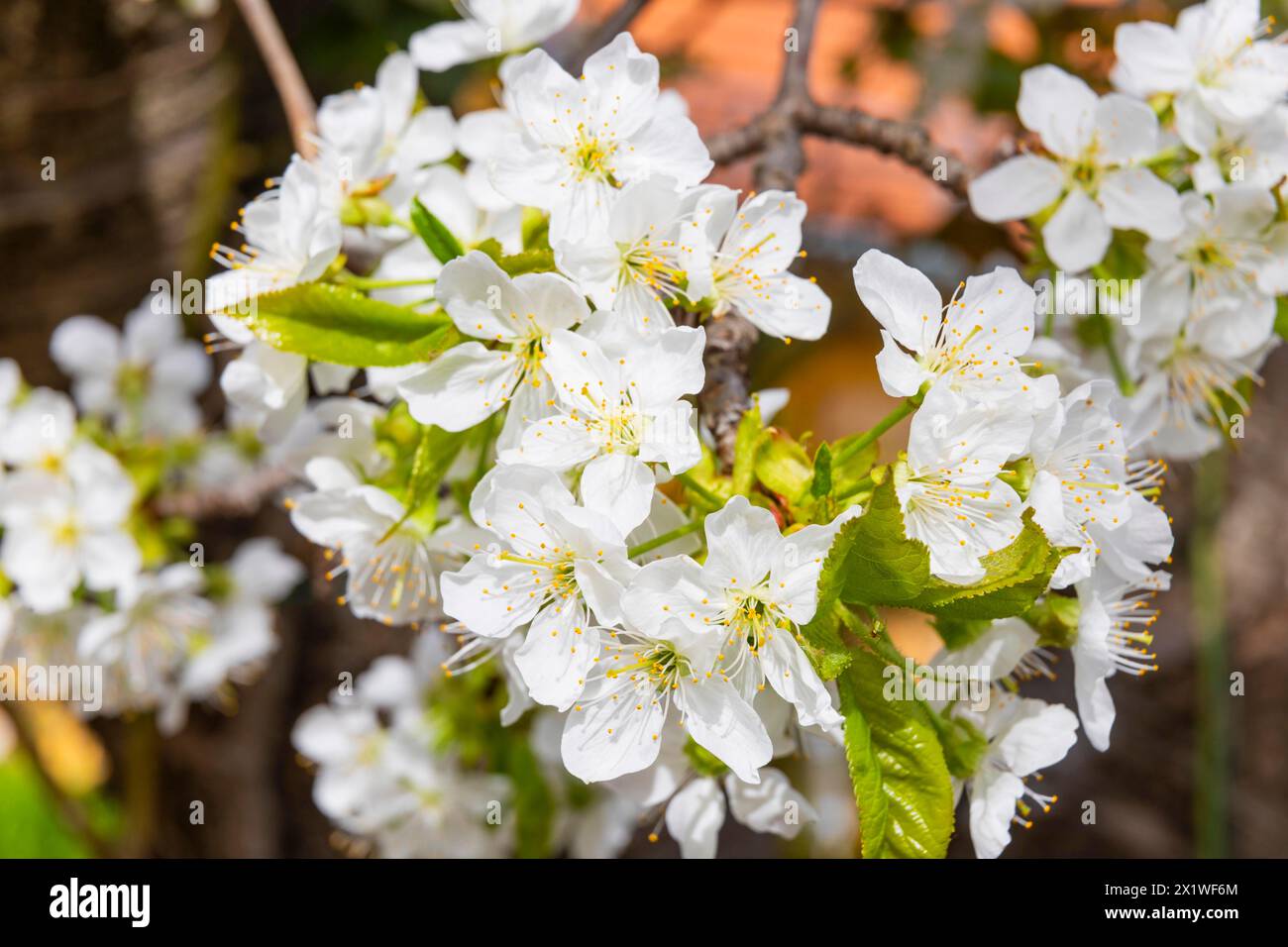 Cherry blossoms in an orchard in the Osterzgebirge, Bannewitz, Saxony, Germany Stock Photo