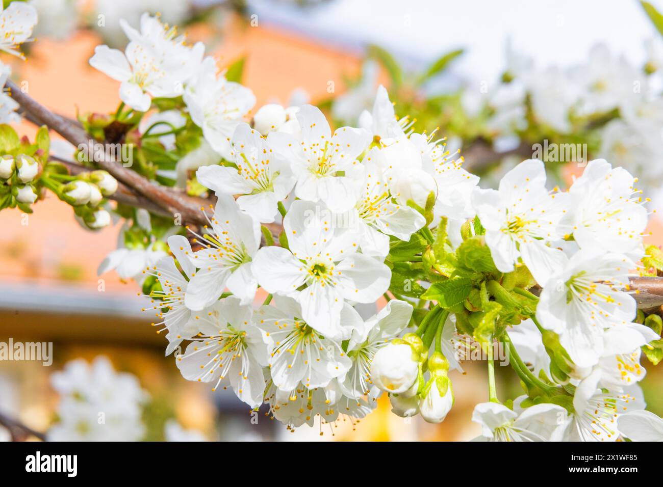 Cherry blossoms in an orchard in the Osterzgebirge, Bannewitz, Saxony, Germany Stock Photo