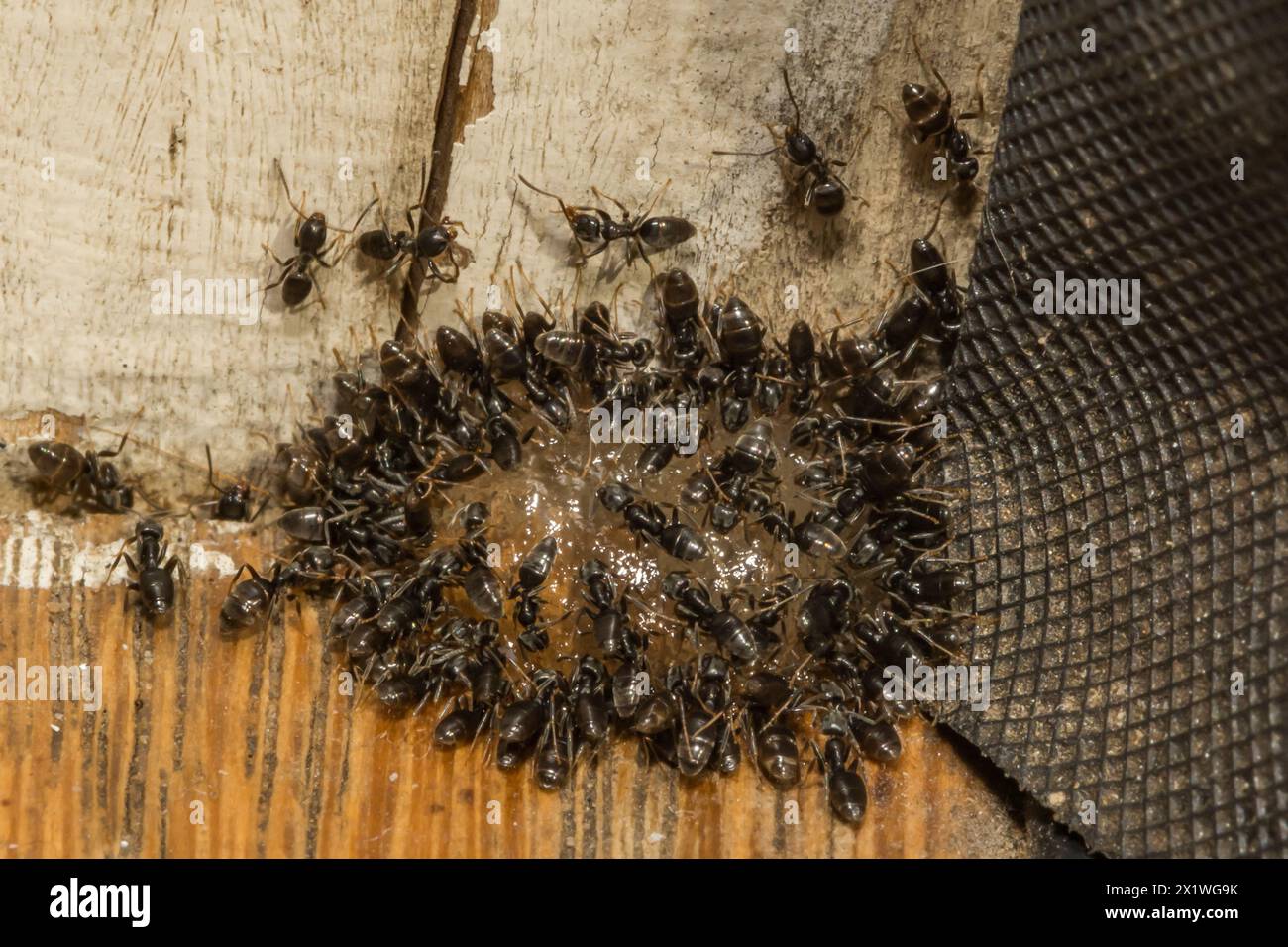 Odorous House Ants feeding on Ant Gel Bait Stock Photo