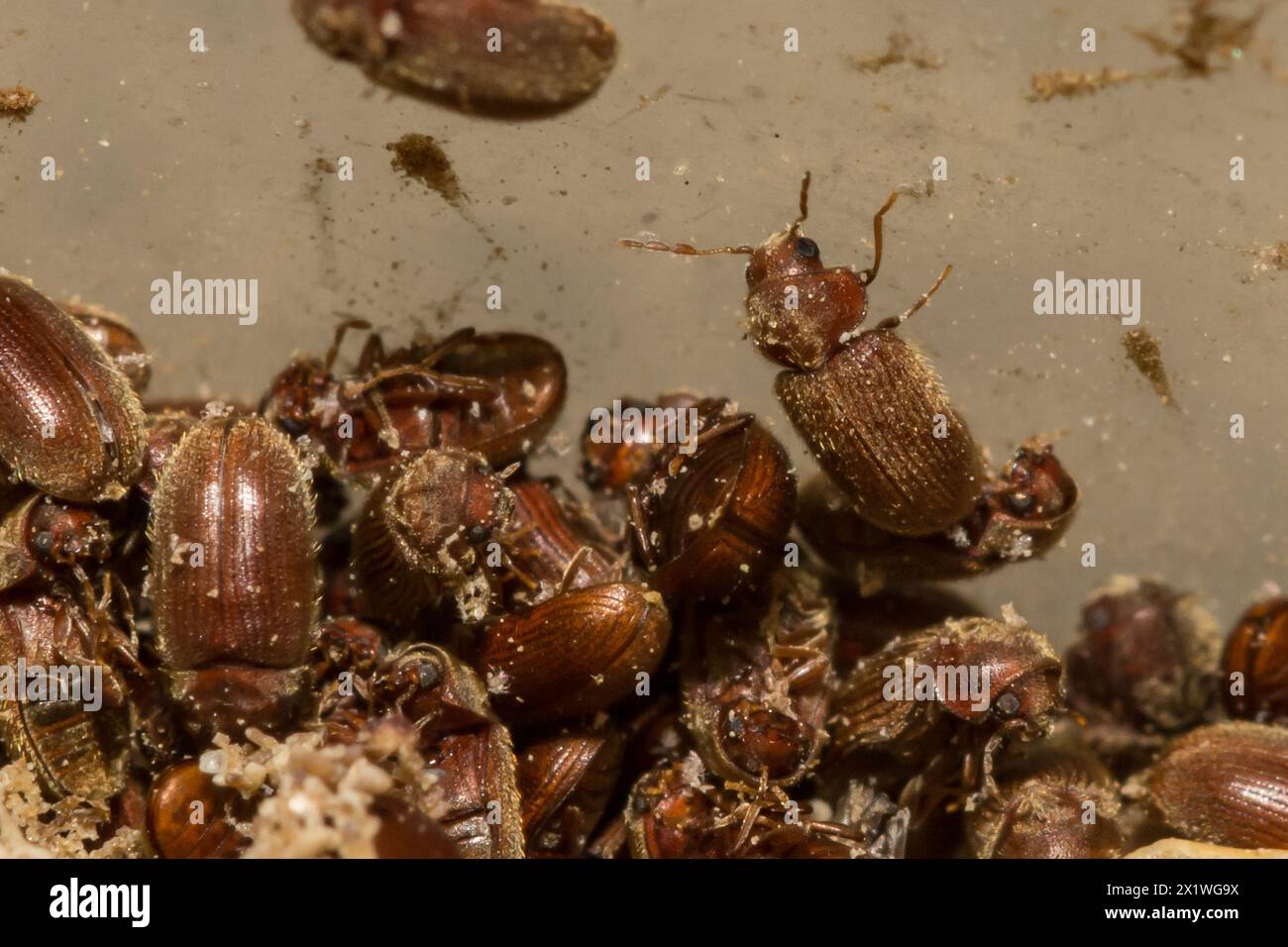 Drugstore Beetles - Stegobium paniceum Stock Photo