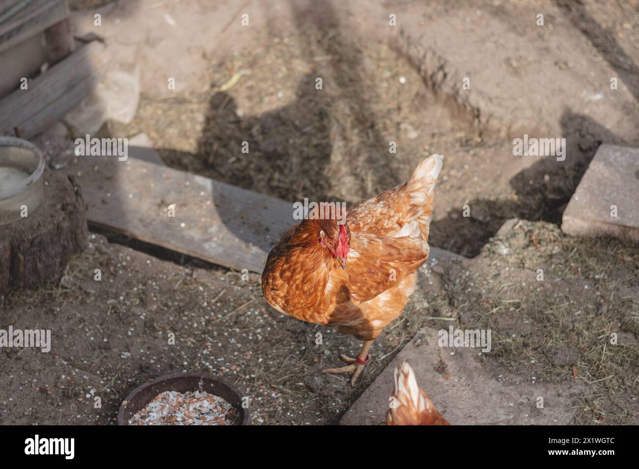 Domestic chicken with brown and white feathers running around the yard in the free range. Organic chickens. Homegrown eggs. Funny expression. Stock Photo