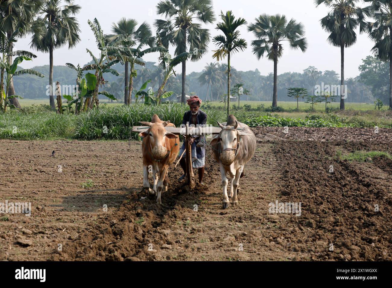 Satkhira, Bangladesh - April 15, 2024: A farmer is plowing with cows in Tala Upazila of Satkhira. Plowing with cows is on the way to extinction in the Stock Photo