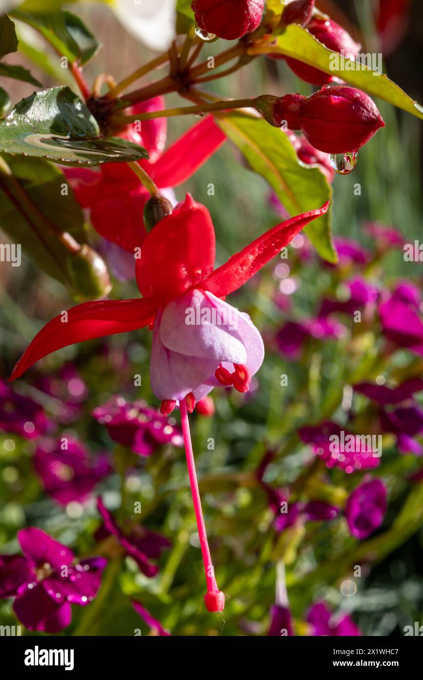 Colorful flowers of fuchsia magellanica flowers in spring garden after rain close up Stock Photo