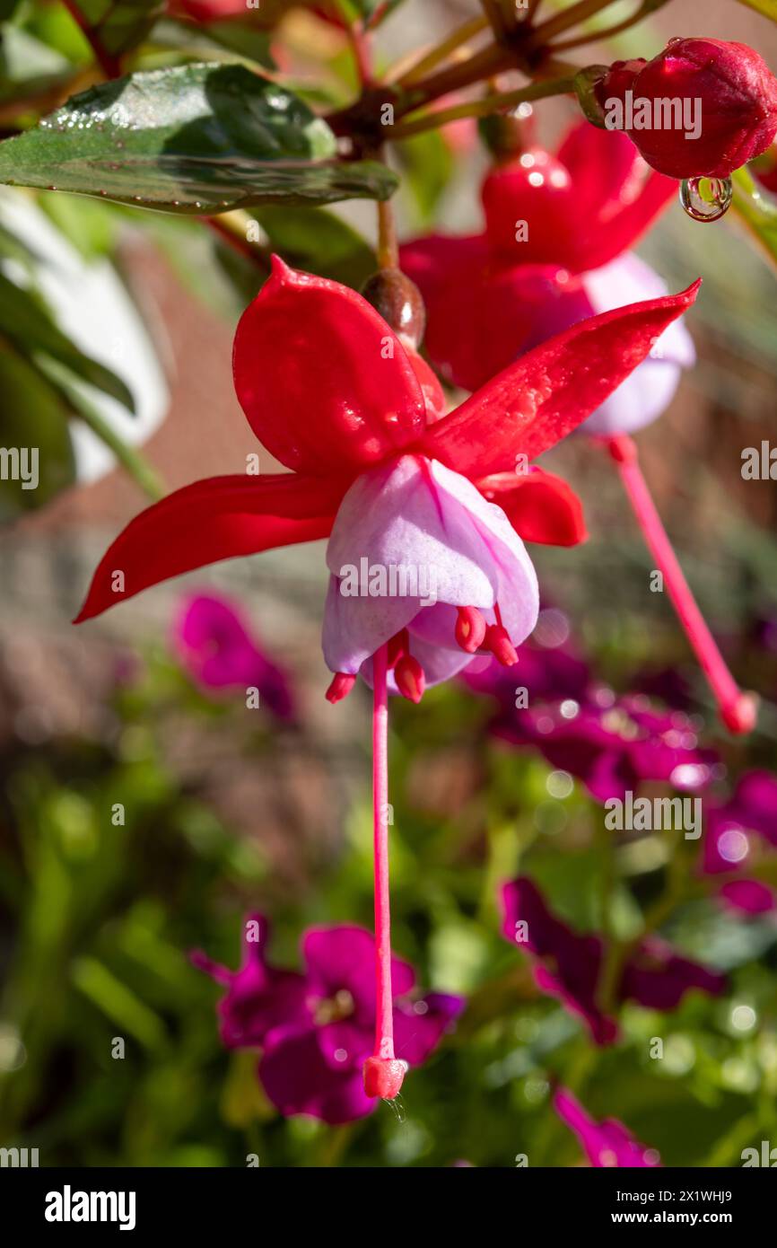 Colorful flowers of fuchsia magellanica flowers in spring garden after rain close up Stock Photo
