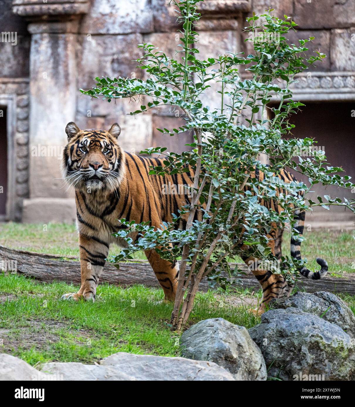 Tigre de sumatra Stock Photo - Alamy