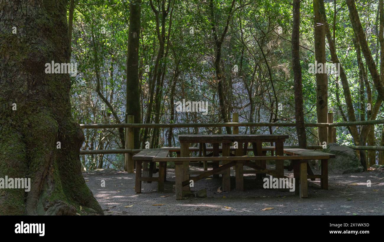 Tranquil picnic spot, lush woodland serenity, inviting nature retreat. Stock Photo