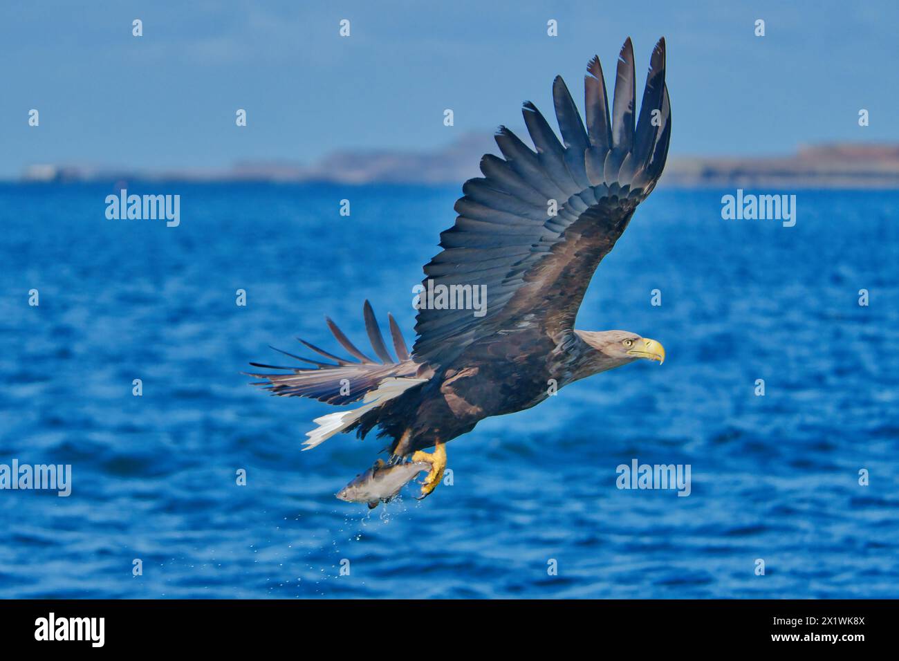 Largest eagle species hi-res stock photography and images - Alamy