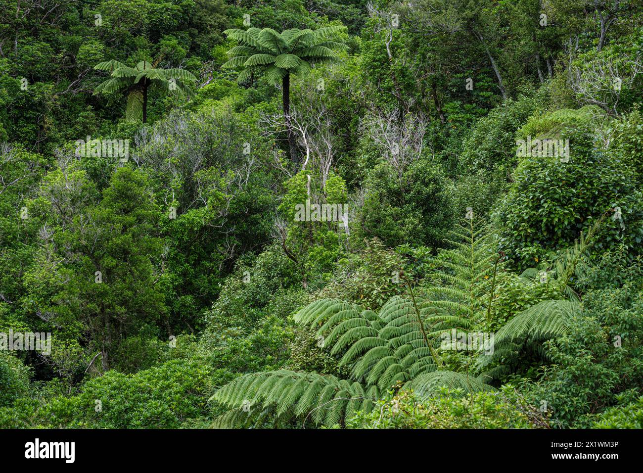 Dense foliage with ferns and tree ferns at Zealandia, Wellington, North Island, New Zealand Stock Photo