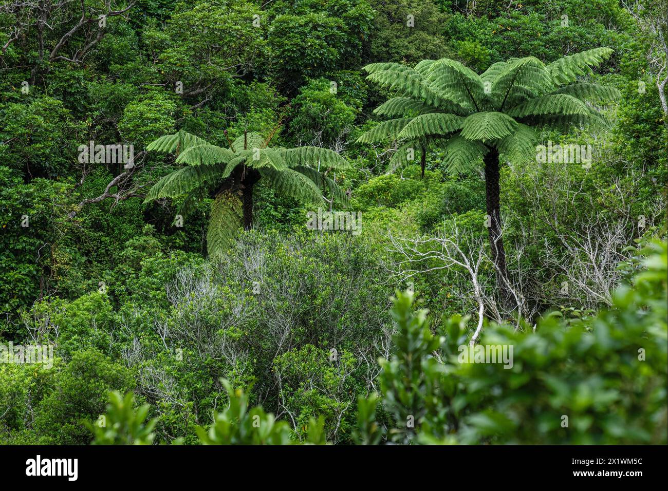 Dense foliage with tree ferns at Zealandia, Wellington, North Island, New Zealand Stock Photo