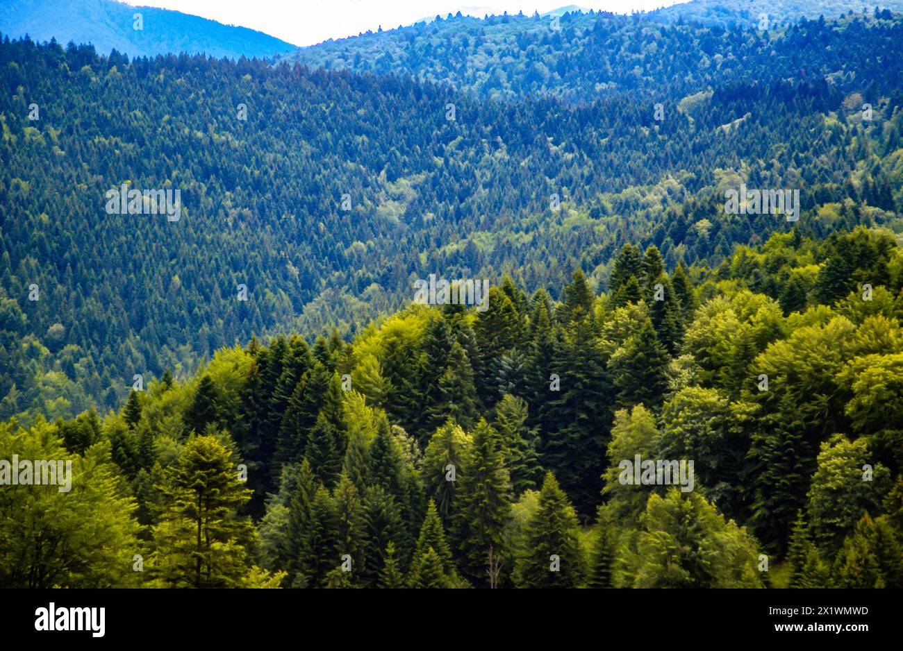 Forest  in the Carpathian Mountains , Romania Stock Photo