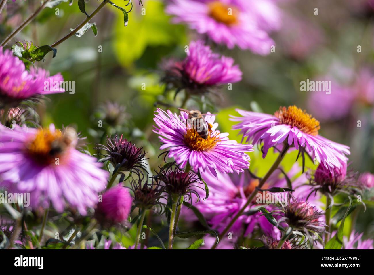 pink flowers of the aster close up. Aster Dumosus Stock Photo
