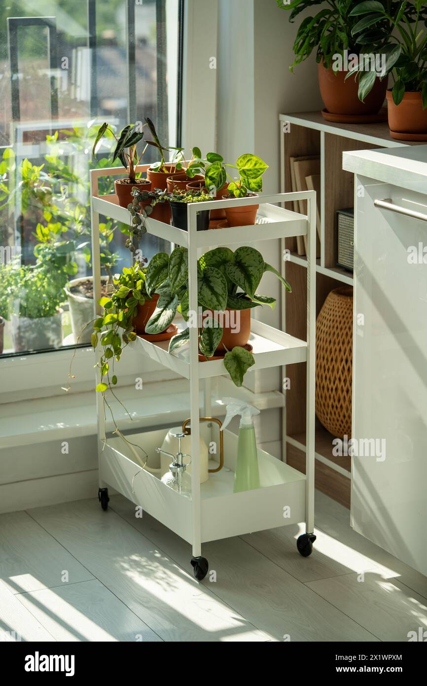 Sprouts potted plant on cart at home. Houseplants - Pilea peperomioides, Alocasia, Scindapsus Stock Photo