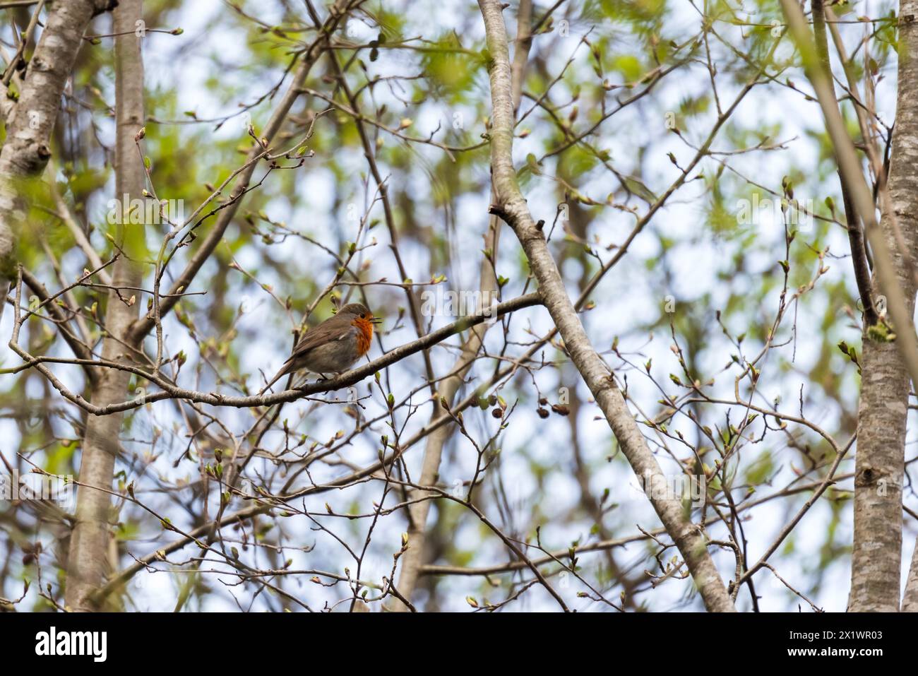 Small wild bird sits on a tree branch in the forest on a spring day. European robin Stock Photo