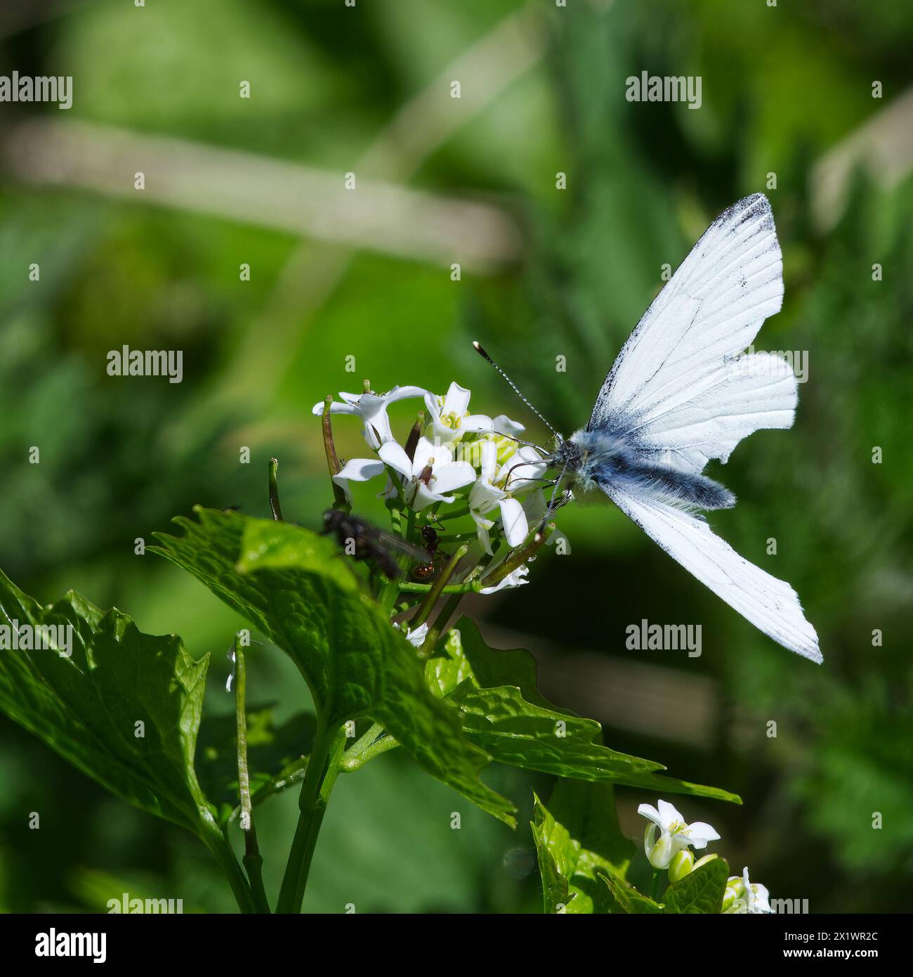 Close up lone green hi-res stock photography and images - Alamy