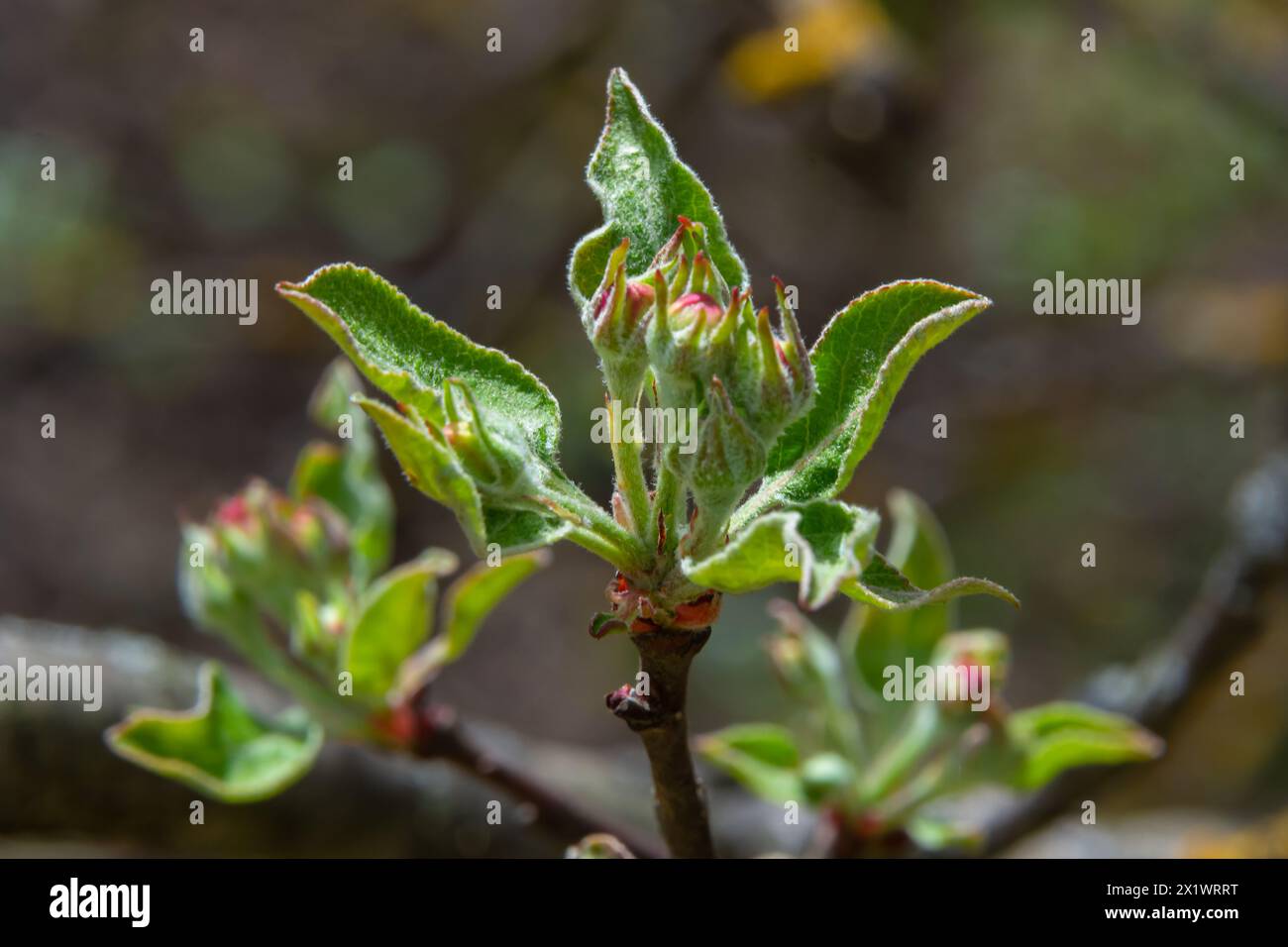 Fresh pink and white blossom flower buds of the Discovery Apple tree, Malus domestica, blooming in springtime. Stock Photo