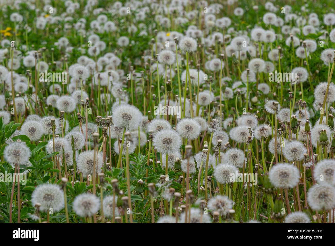 Common dandelion Taraxacum officinale faded flowers looks like snow ball, ripe cypselae fruits. Stock Photo