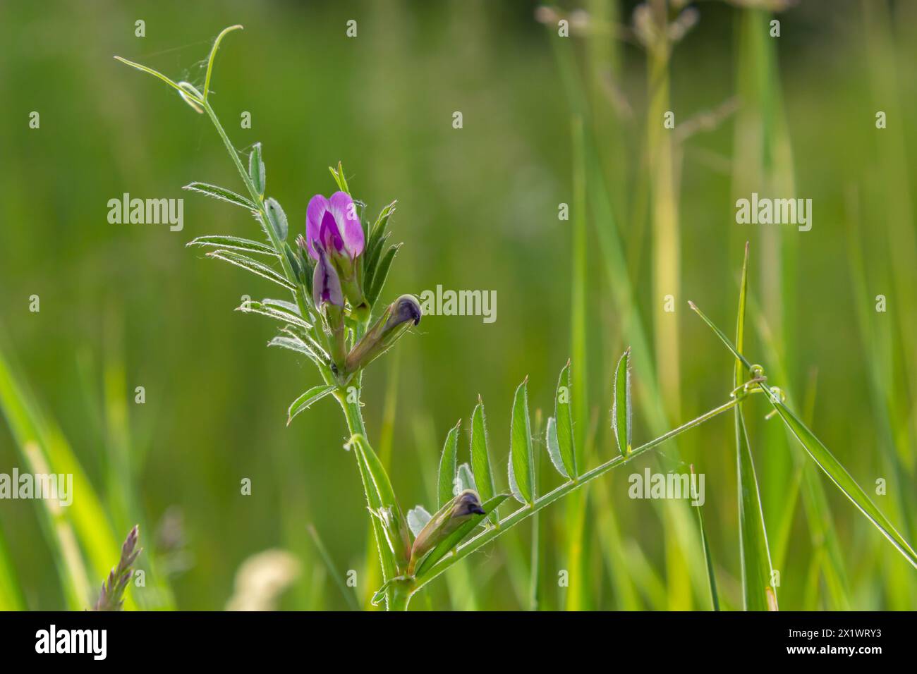 Purple pea flower of Common Vetch vicia sativa or Tare weed is a nitrogen fixing leguminous annual herb grown in pastures to improve fertility. Stock Photo