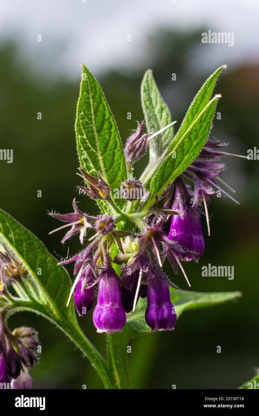 Comfrey, Symphytum officinale, flowers of a plant used in organic medicine. Stock Photo