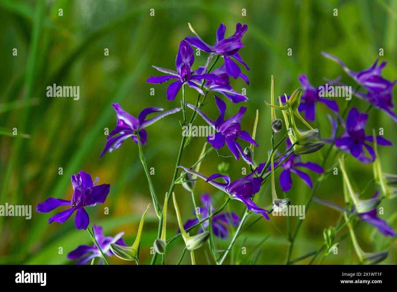 With field larkspur hi-res stock photography and images - Alamy