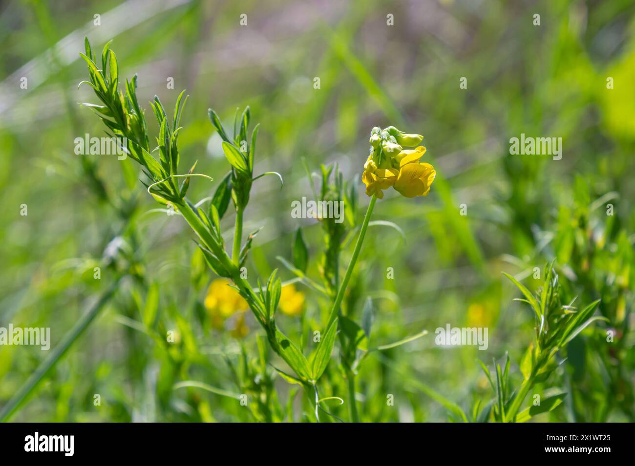 A Lathyrus pratensis flower of the meadow growing on the summer meadow. Stock Photo