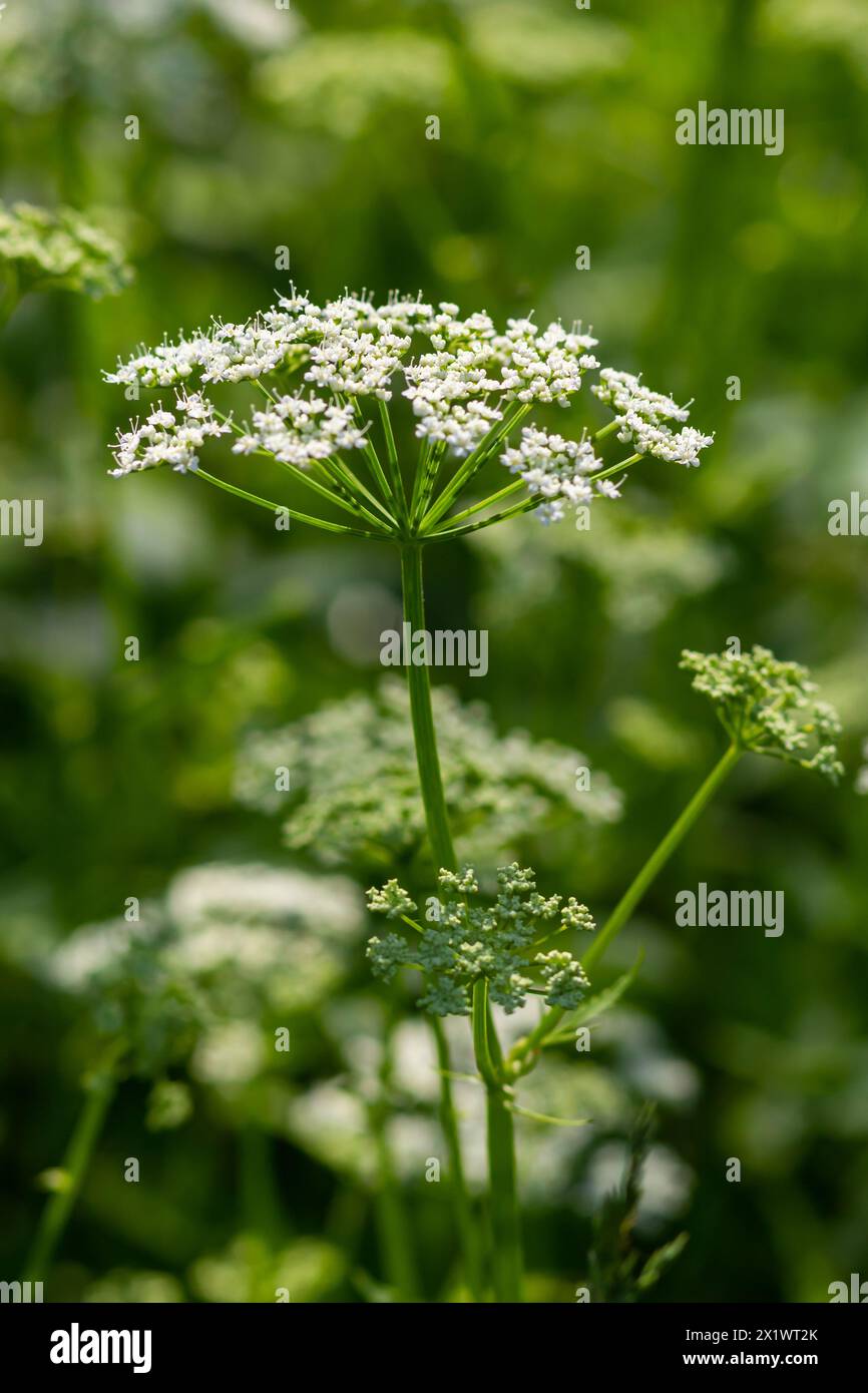 A view of a white-flowered meadow of Aegopodium podagraria L. from the apiales family, commonly referred to as earthen elder, grassland, bishop, weed, Stock Photo