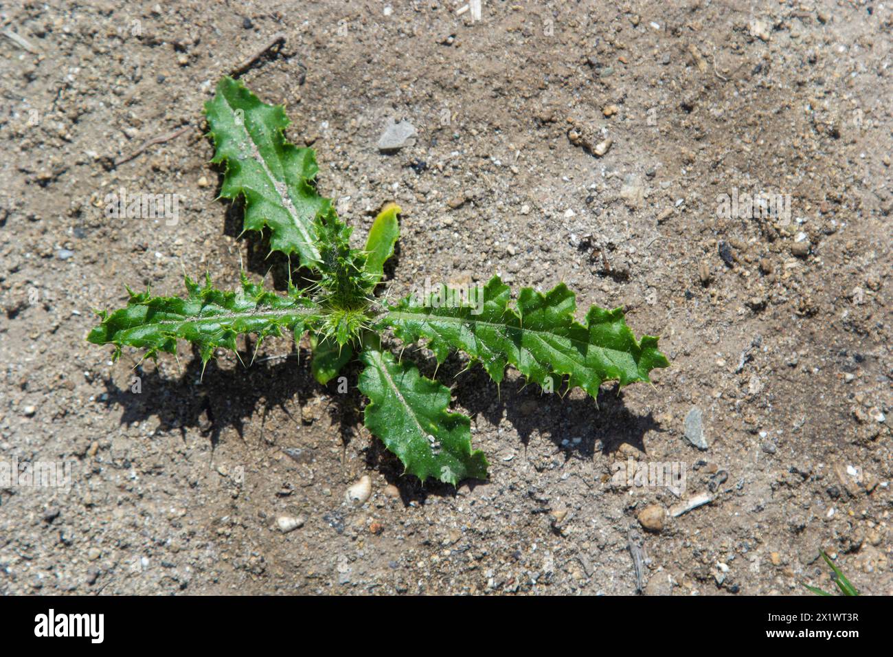 Rosette of young green leaves of Canada thistle, also creeping or field thistle, Cirsium arvense, growing in a flower bed. Invasive weed. Close up on Stock Photo