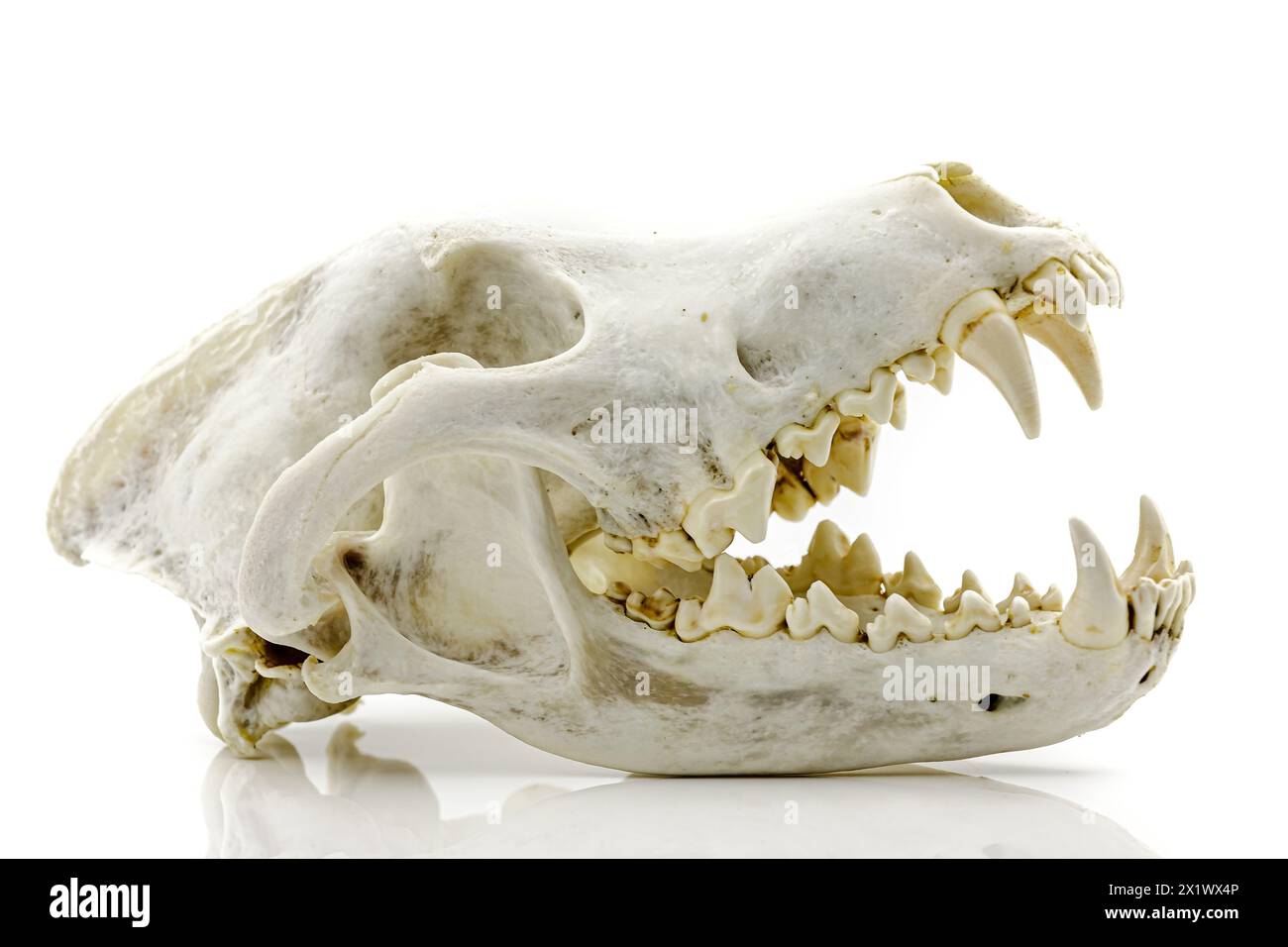 Trophy skull of an adult wolf on a white background. Selective focus with shallow depth of field. Stock Photo