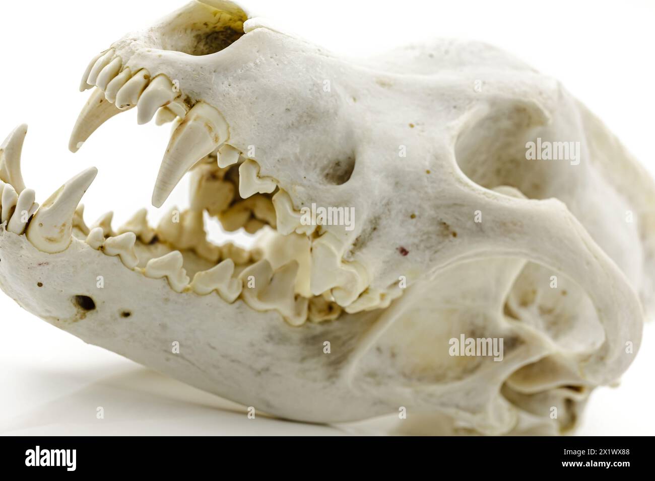 Trophy skull of an adult wolf on a white background. Selective focus with shallow depth of field. Stock Photo