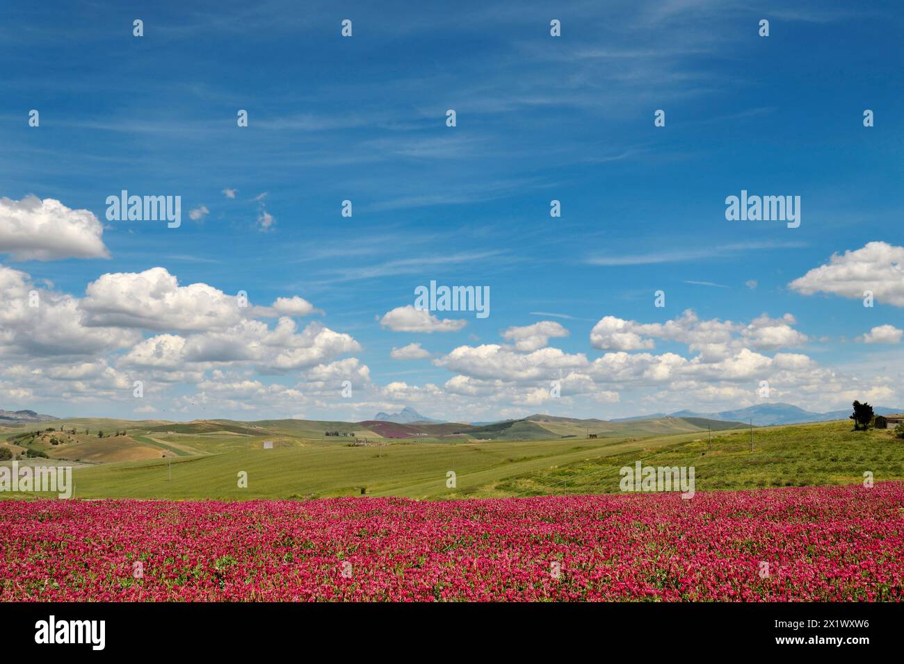 Spring Landscape. Belice Valley. Camporeale. Poggioreale. Sicily Stock ...