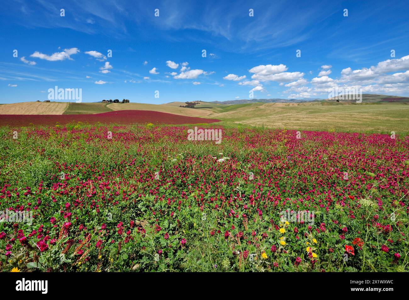 Spring Landscape. Belice Valley. Camporeale. Poggioreale. Sicily Stock ...