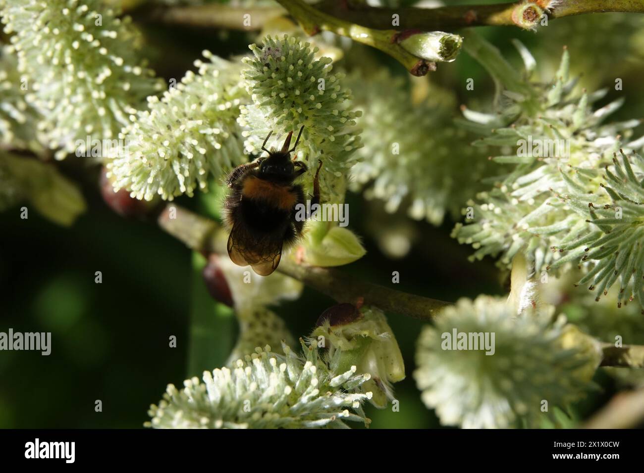 Spring UK, Bumblebee Pollinating Catkin Stock Photo