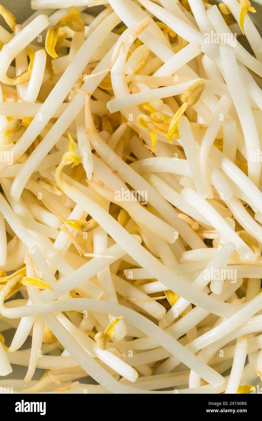 Organic Raw White Mung Bean Sprouts in a Bowl Stock Photo