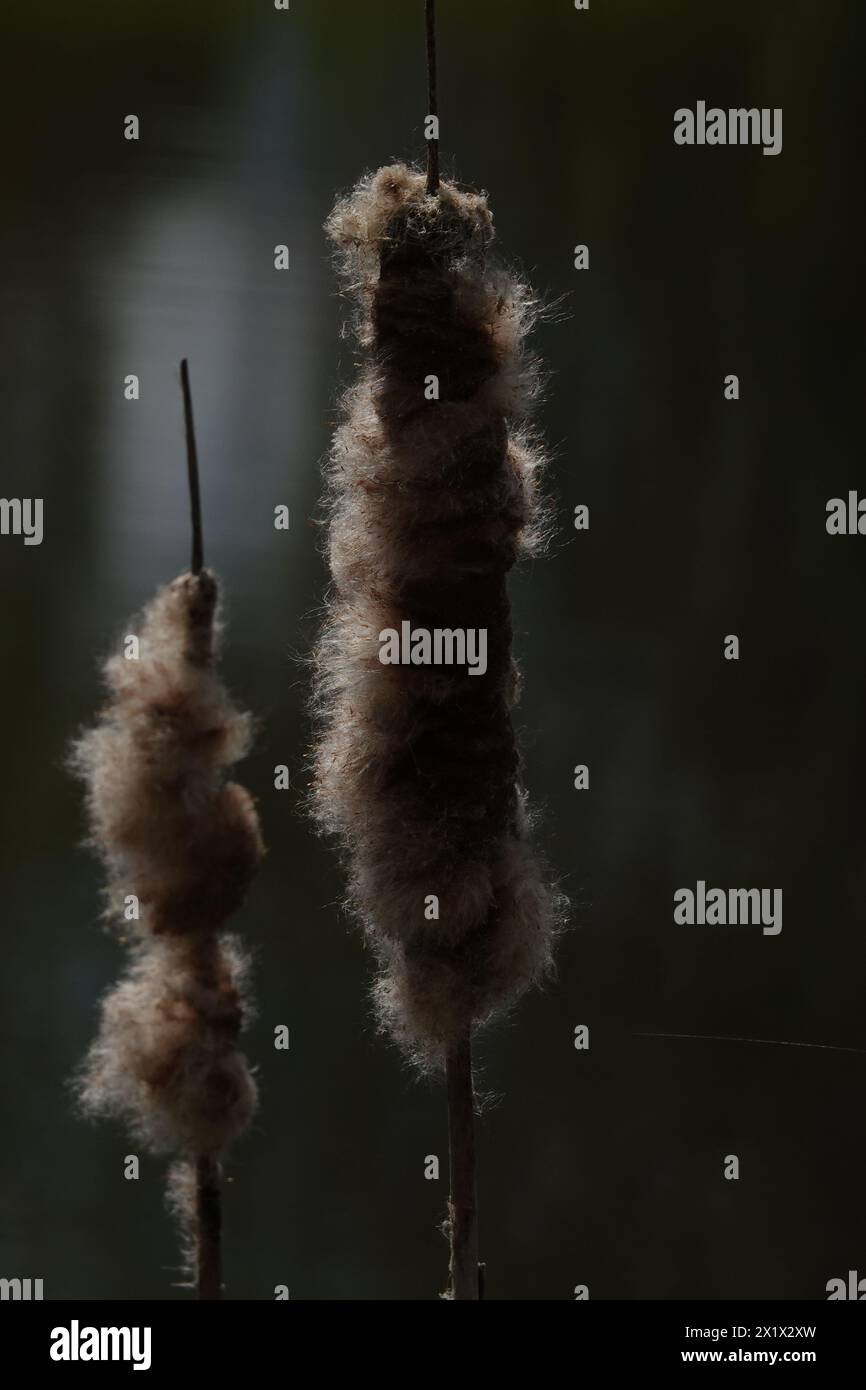Spring UK, Bulrush Seedheads Stock Photo - Alamy