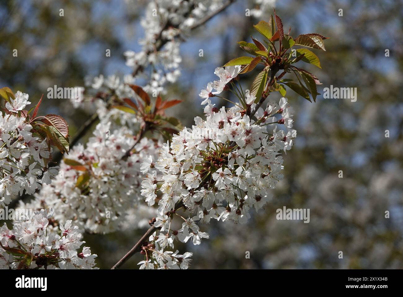 Spring UK, Cherry Blossom Stock Photo - Alamy
