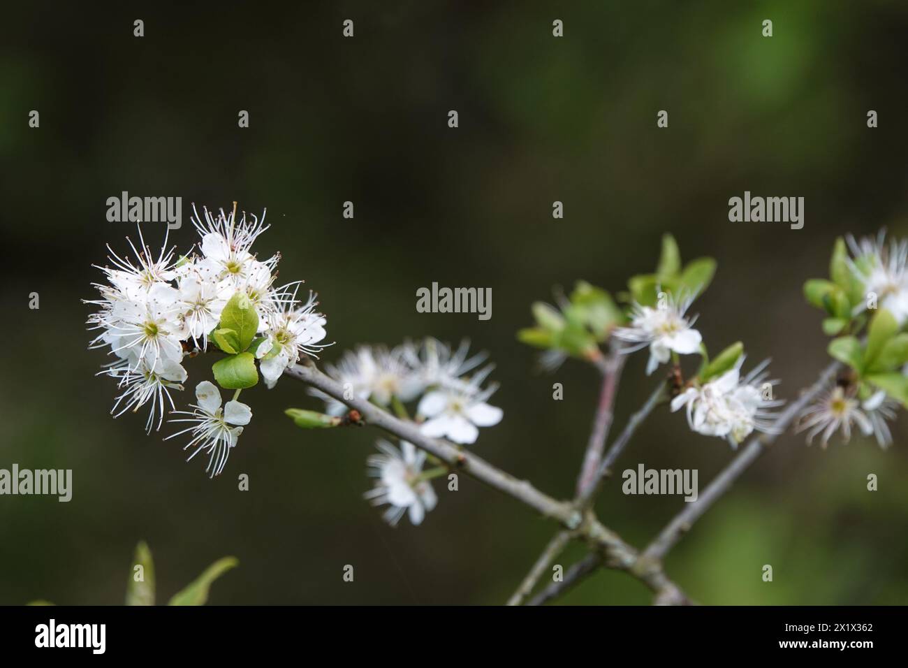 Spring UK, Blackthorn Blossom Stock Photo - Alamy