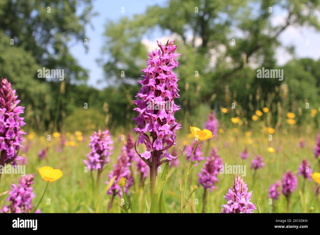 a wild orchid closeup in a flowery meadow with a lot of wildflowers as buttercups and rattles in a nature reserve in holland in springtime Stock Photo